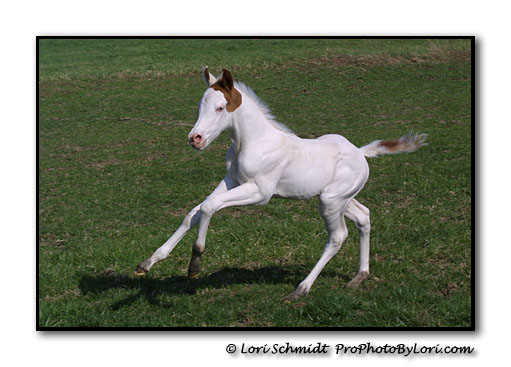 Paint Horse Foal Cantering