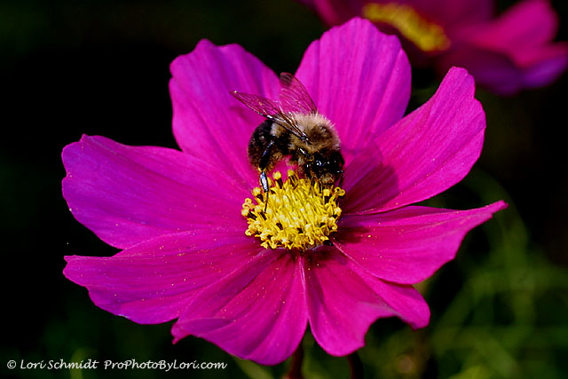 Cosmos & Bee