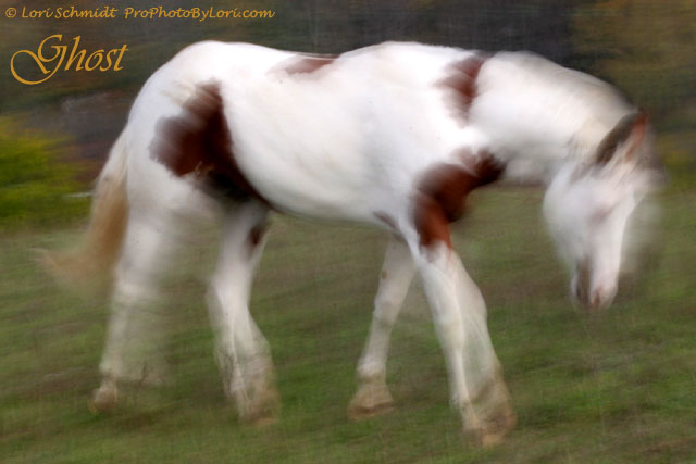 Ghost Horse