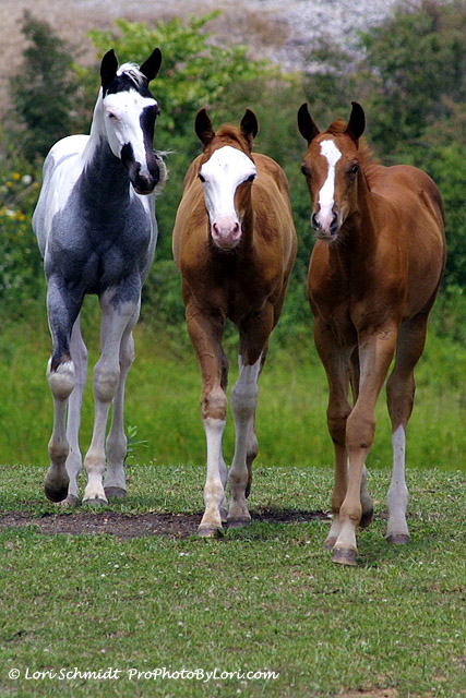 Three Foals Updated