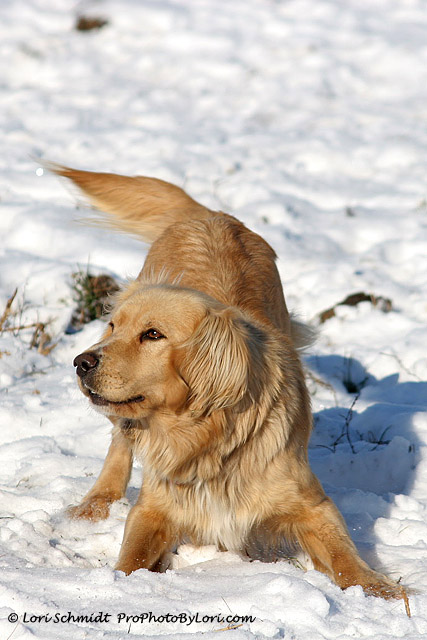 Dog In Snow