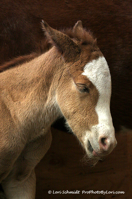 Blaze - 5 hours old