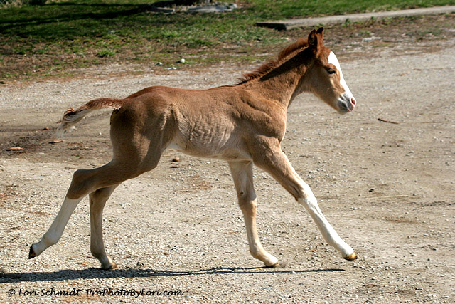 DBB Blazing Blue Bar 1 Day old