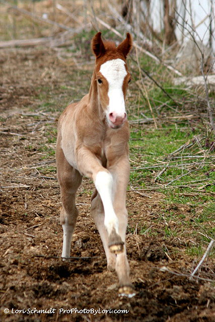 DBB Blazing Blue Bar 5 Days old