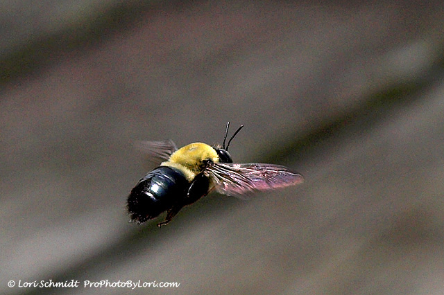 Bumble Bee In Flight 2