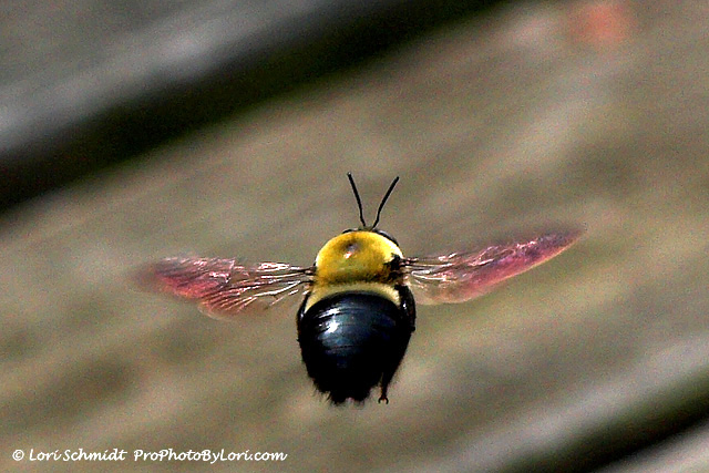 Bumble Bee In Flight 1