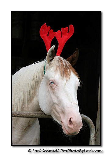 Reindeer horns