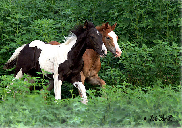 Eb and Blaze Running