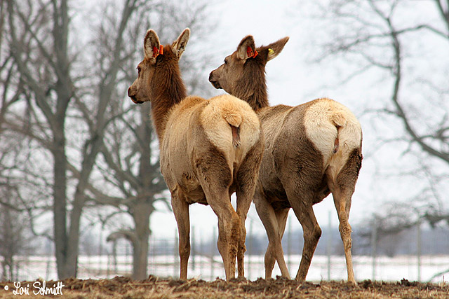 Elk in winter