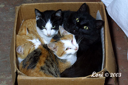 Four Cats in a Box