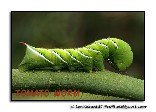 Tomato worm