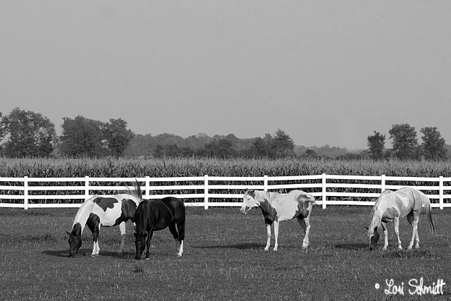 Day 10 - B&W