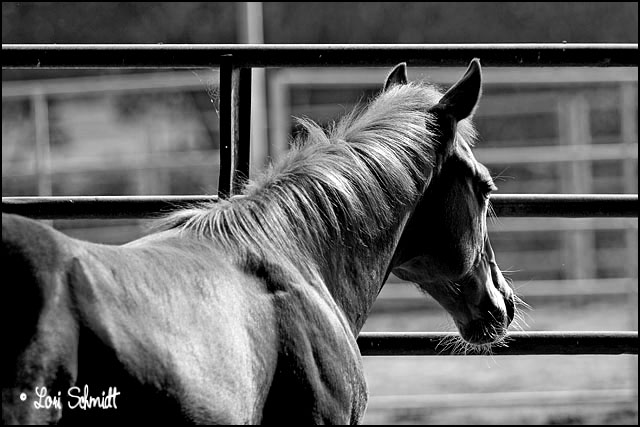 Day 19 - B&W - Longing