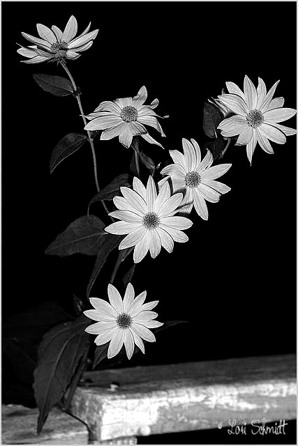 Day 20 - B&W
