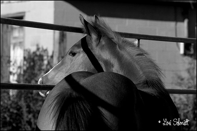Day 22 - B&W