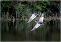 Spread your wings