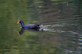 Dusky Moorhen on water