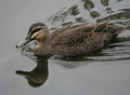 Pacific Black Duck