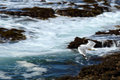 Gull over the ocean