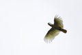 Sulphur Crested Cockatoo in flight