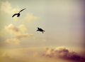 two gulls in flight
