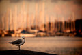 gull and boats