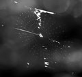 spiderling's first web