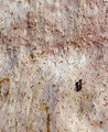 ant