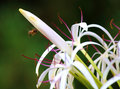 bee in flight
