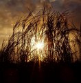 Sunset Through Tall Grass.JPG