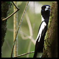 Magpie in the woods