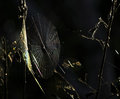 Baby Garden Orb spiders