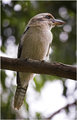 King Fisher