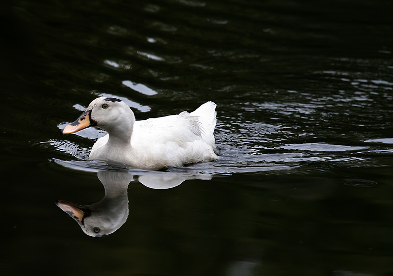 White Duck