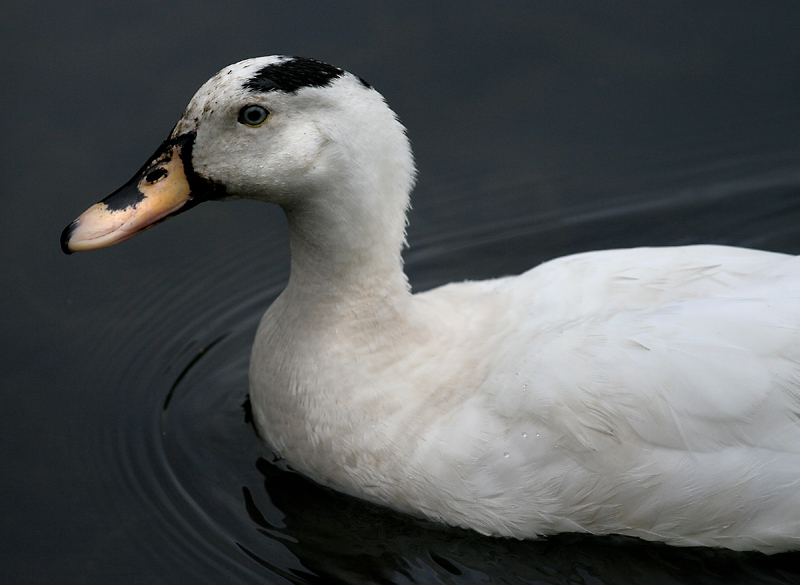 White Duck up close