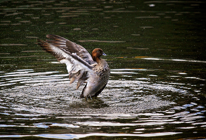 Like water off a duck's back