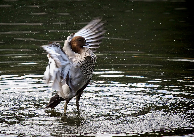 Like water off a duck's back