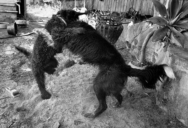 Waltzing Dogs