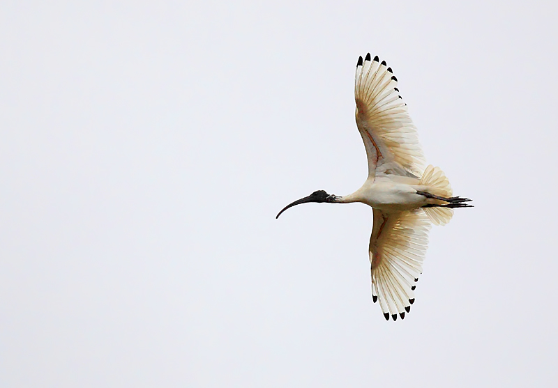 Ibis