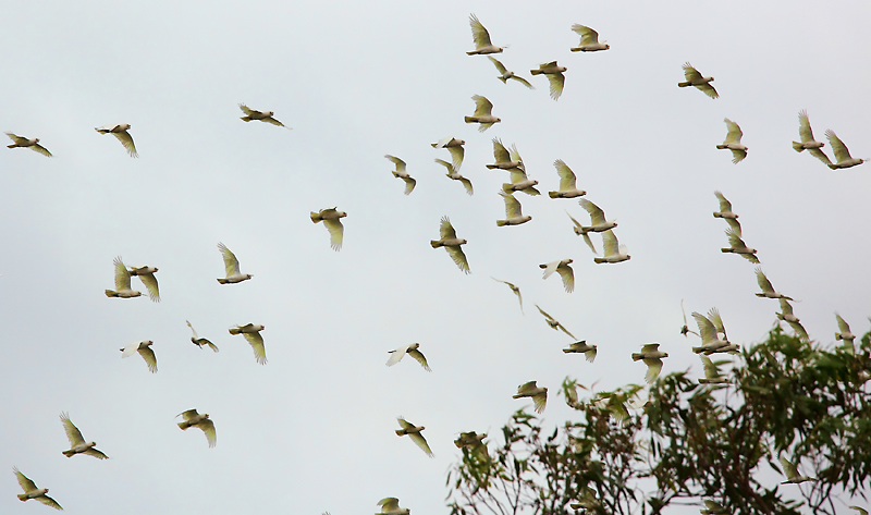 another flock