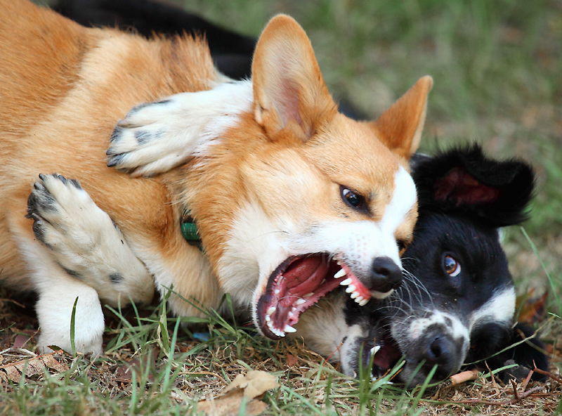 puppy love?