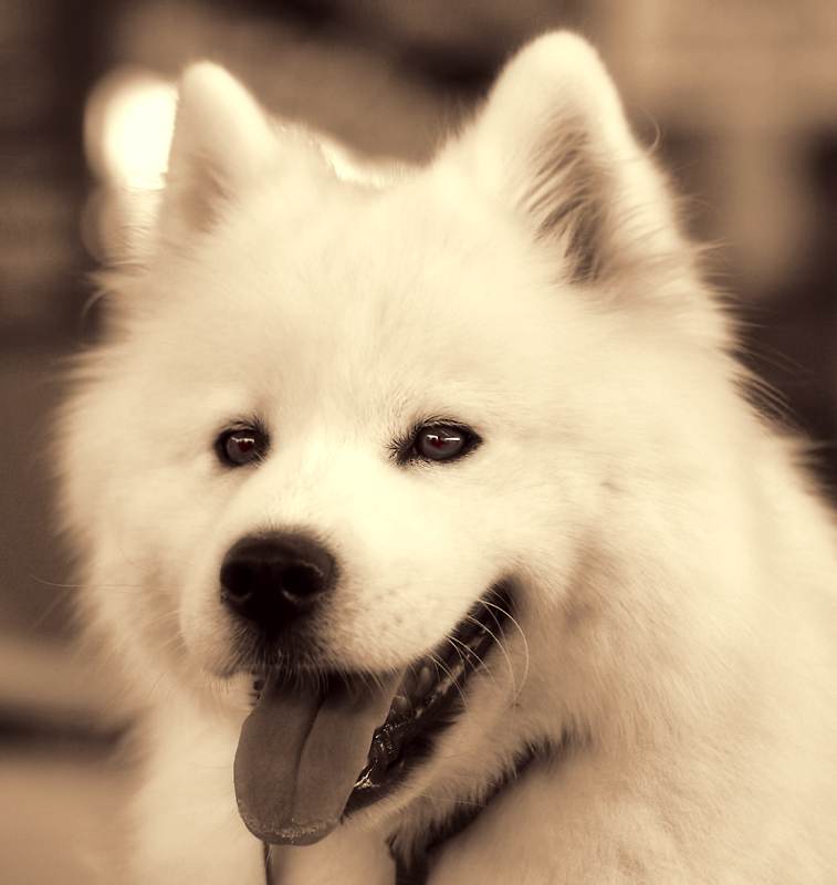 samoyed