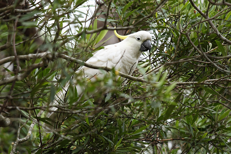 Sulphur Crested Cockatoo purched