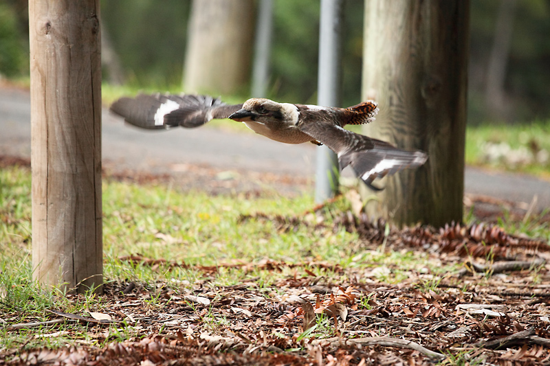 Kookaburra in flight