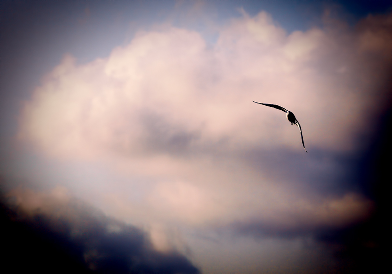 gull