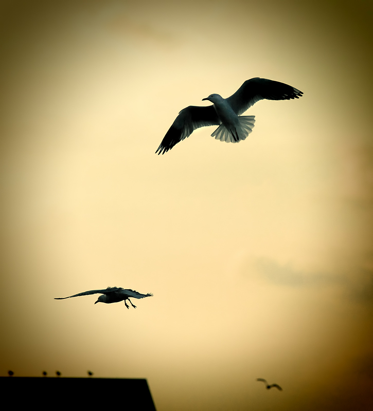 three gulls in flight