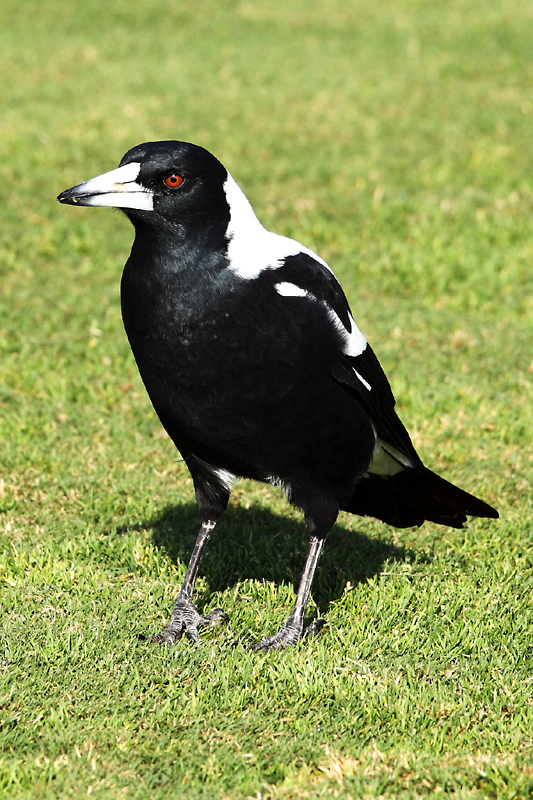 magpie