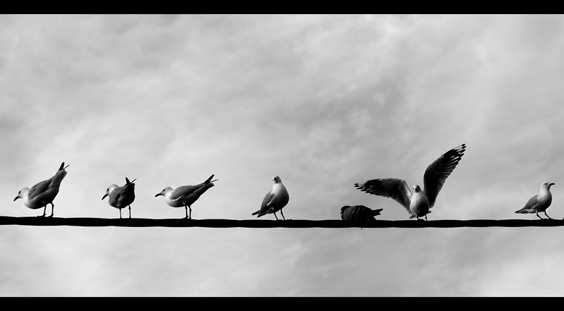 gulls with a pigeon