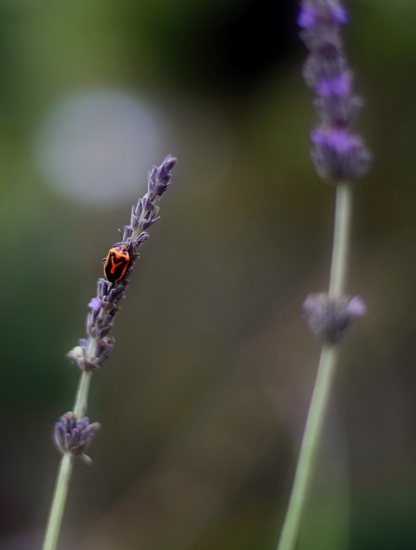 orange bug