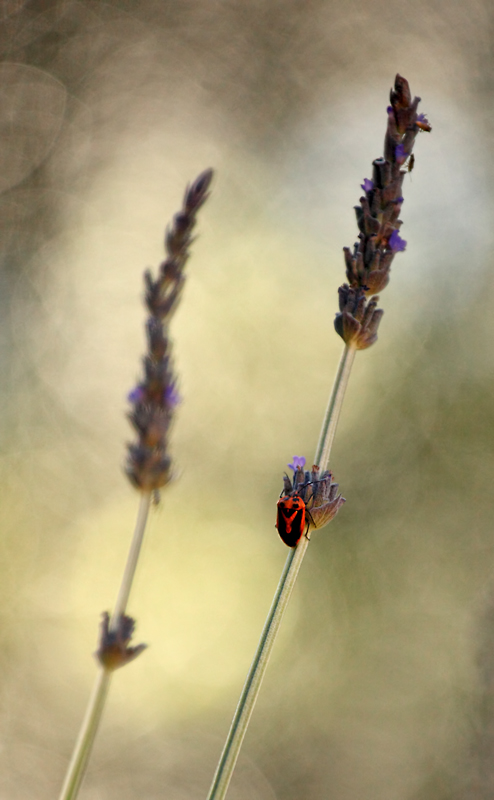 loving the lavender